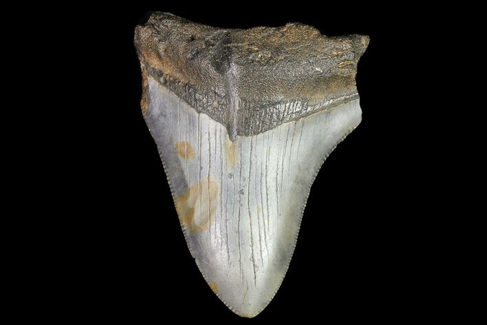 Bargain, Megalodon Tooth - North Carolina #76320